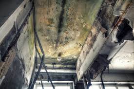 Best HVAC Mold Inspection and Cleaning in USA